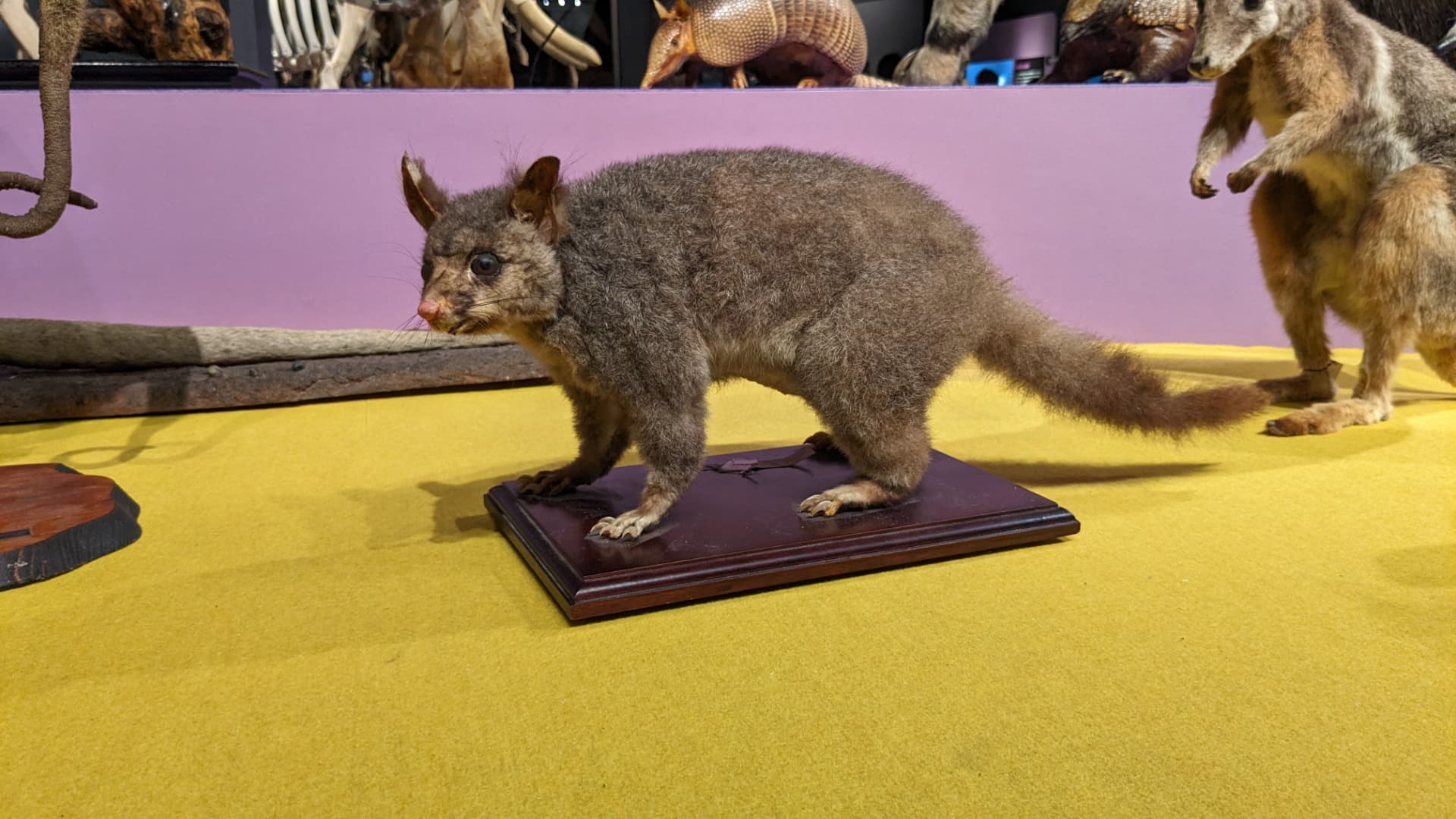 フクロギツネ / イベント: 大哺乳類展３－わけてつなげて大行進の写真