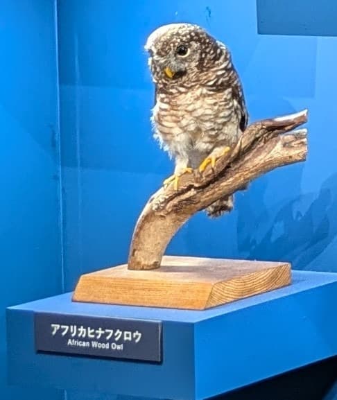 アフリカヒナフクロウ / イベント: 鳥 ～ゲノム解析が解き明かす新しい鳥類の系統～の写真