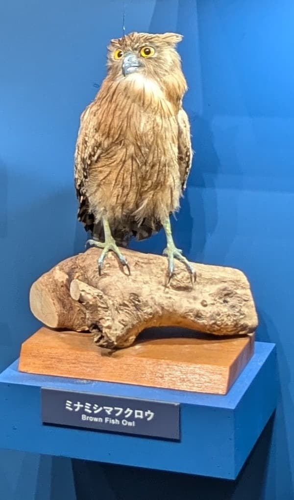 ミナミシマフクロウ / イベント: 鳥 ～ゲノム解析が解き明かす新しい鳥類の系統～の写真