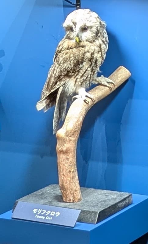 モリフクロウ / イベント: 鳥 ～ゲノム解析が解き明かす新しい鳥類の系統～の写真
