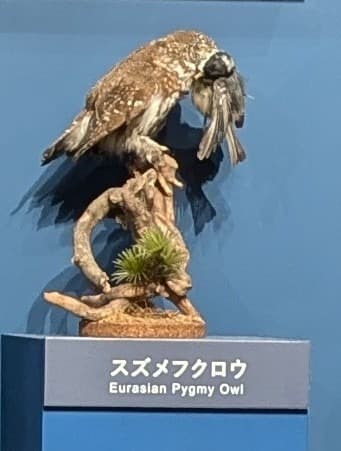 スズメフクロウ / イベント: 鳥 ～ゲノム解析が解き明かす新しい鳥類の系統～の写真