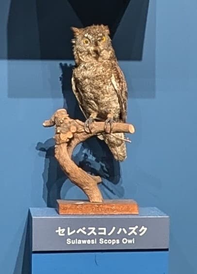 セレベスコノハズク / イベント: 鳥 ～ゲノム解析が解き明かす新しい鳥類の系統～の写真