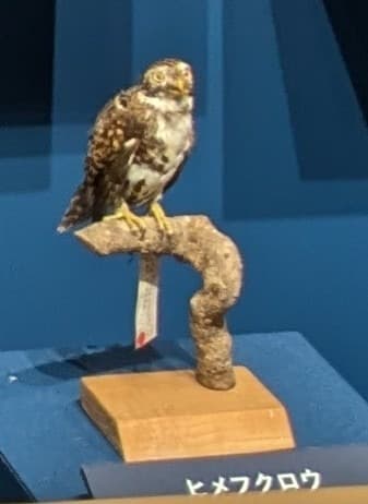 ヒメフクロウ / イベント: 鳥 ～ゲノム解析が解き明かす新しい鳥類の系統～の写真