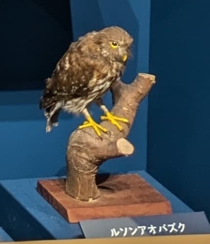ルソンアオバズク / イベント: 鳥 ～ゲノム解析が解き明かす新しい鳥類の系統～の写真
