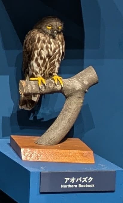 アオバズク / イベント: 鳥 ～ゲノム解析が解き明かす新しい鳥類の系統～の写真
