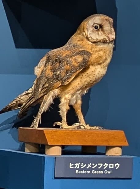 ヒガシメンフクロウ / イベント: 鳥 ～ゲノム解析が解き明かす新しい鳥類の系統～の写真