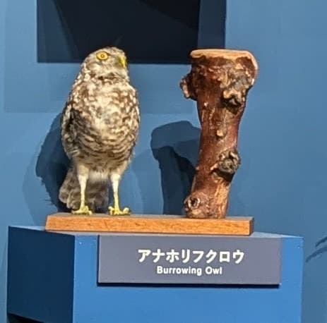 アナホリフクロウ / イベント: 鳥 ～ゲノム解析が解き明かす新しい鳥類の系統～の写真
