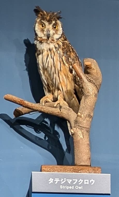 タテジマフクロウ / イベント: 鳥 ～ゲノム解析が解き明かす新しい鳥類の系統～の写真