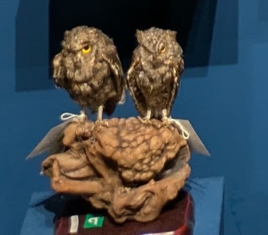 コノハズク / イベント: 鳥 ～ゲノム解析が解き明かす新しい鳥類の系統～の写真
