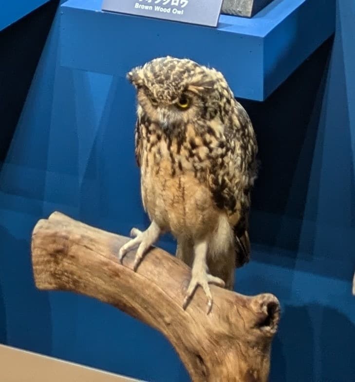 ベンガルワシミミズク / イベント: 鳥 ～ゲノム解析が解き明かす新しい鳥類の系統～の写真