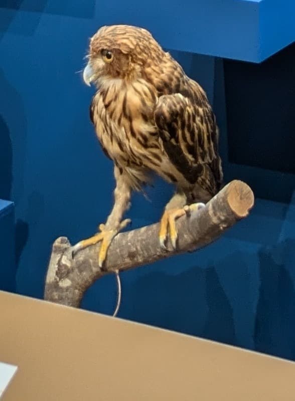 フィリピンワシミミズク / イベント: 鳥 ～ゲノム解析が解き明かす新しい鳥類の系統～の写真