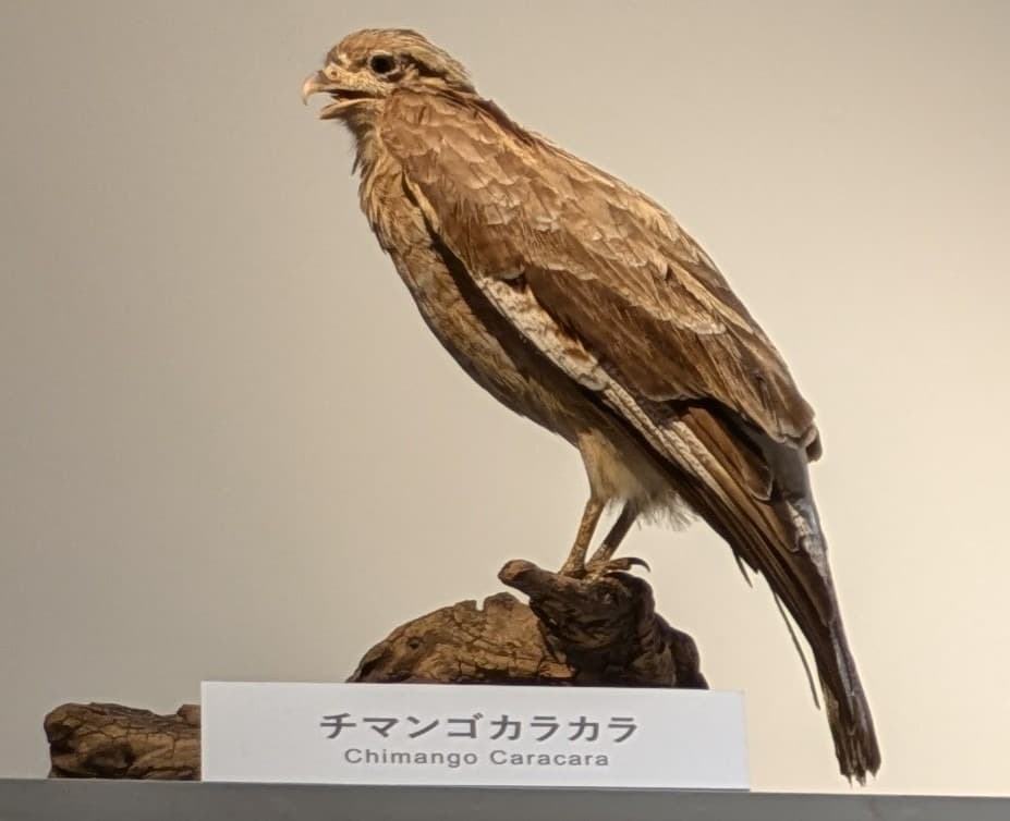 チマンゴカラカラ / イベント: 鳥 ～ゲノム解析が解き明かす新しい鳥類の系統～の写真