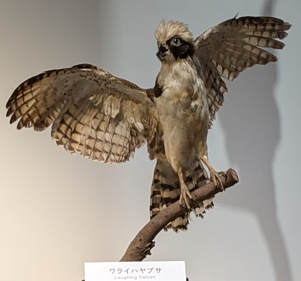 ワライハヤブサ / イベント: 鳥 ～ゲノム解析が解き明かす新しい鳥類の系統～の写真