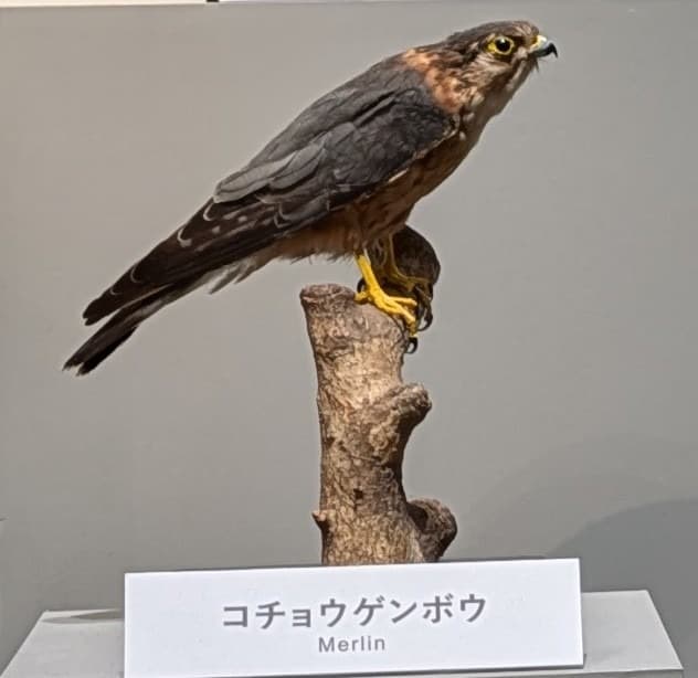 コチョウゲンボウ / イベント: 鳥 ～ゲノム解析が解き明かす新しい鳥類の系統～の写真