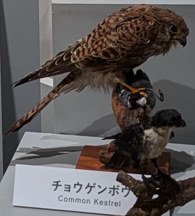 チョウゲンボウ / イベント: 鳥 ～ゲノム解析が解き明かす新しい鳥類の系統～の写真