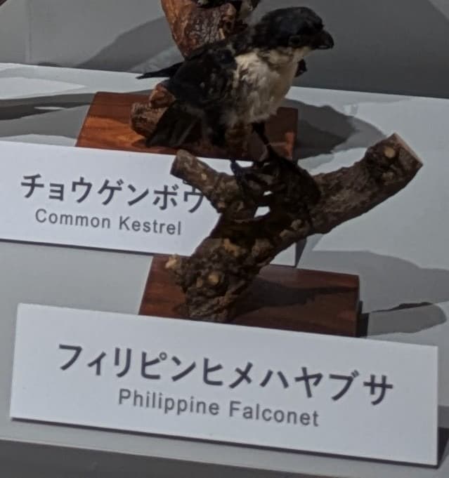 フィリピンヒメハヤブサ / イベント: 鳥 ～ゲノム解析が解き明かす新しい鳥類の系統～の写真