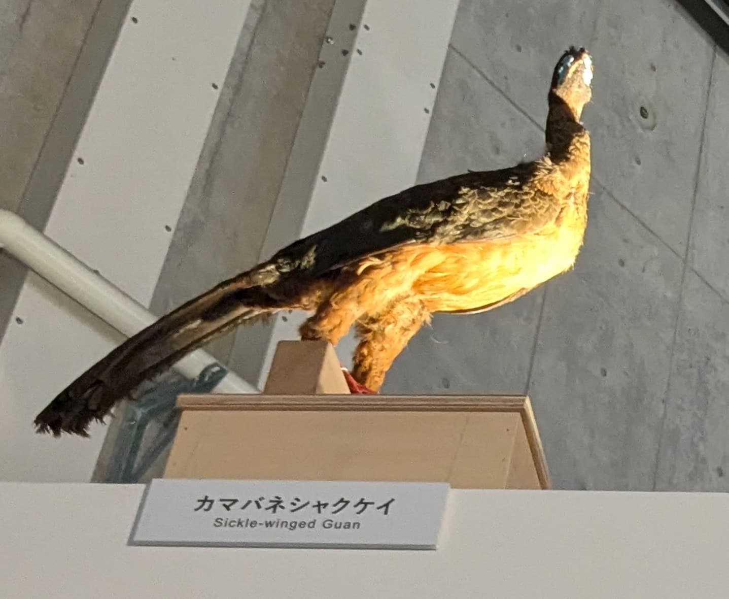 カマバネシャクケイ / イベント: 鳥 ～ゲノム解析が解き明かす新しい鳥類の系統～の写真