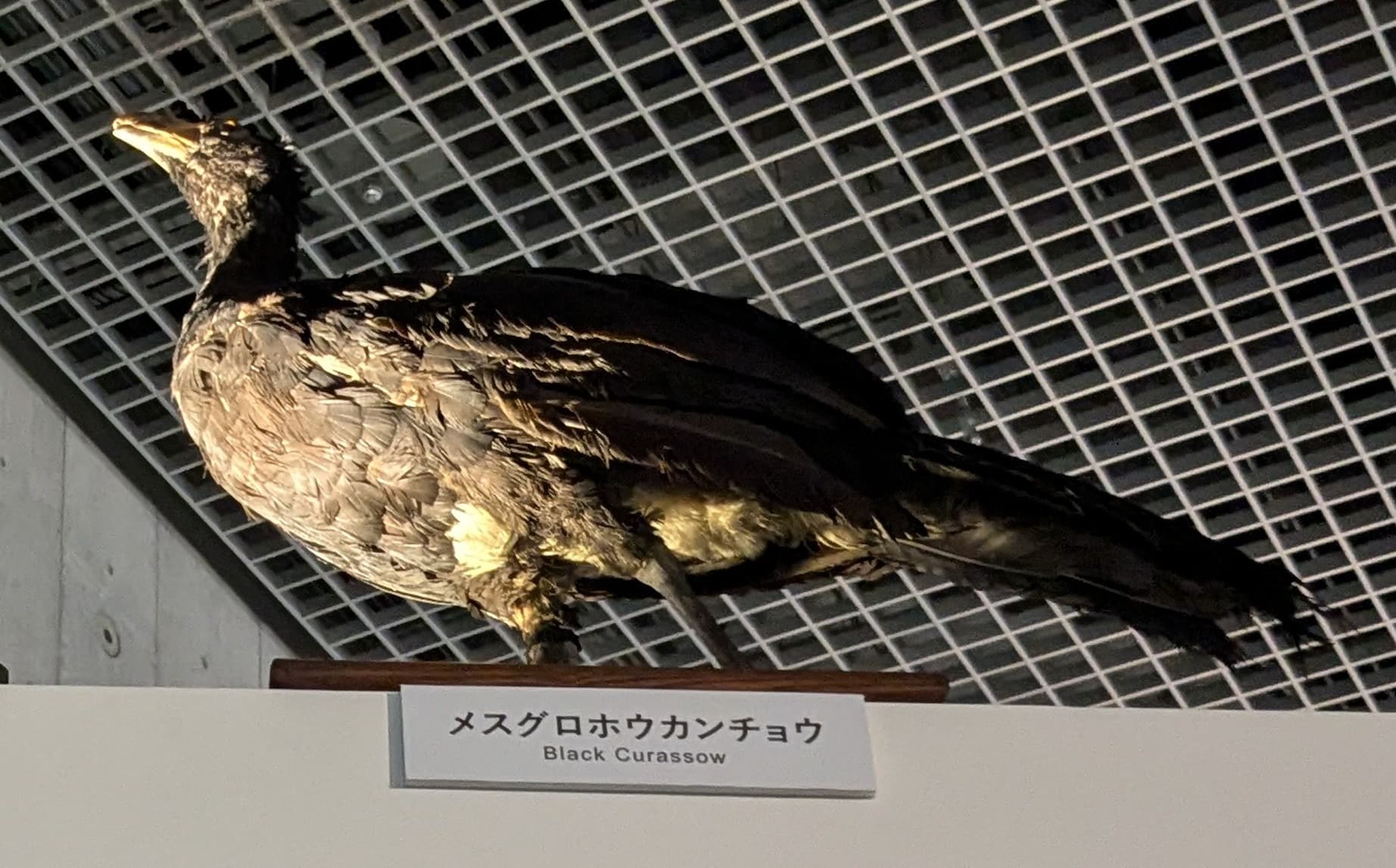 メスグロホウカンチョウ / イベント: 鳥 ～ゲノム解析が解き明かす新しい鳥類の系統～の写真