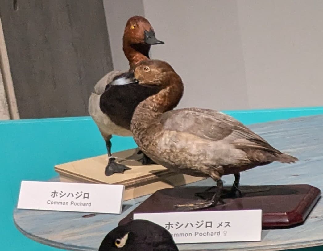ホシハジロ / イベント: 鳥 ～ゲノム解析が解き明かす新しい鳥類の系統～の写真