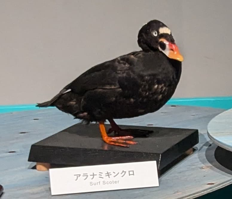 アラナミキンクロ / イベント: 鳥 ～ゲノム解析が解き明かす新しい鳥類の系統～の写真