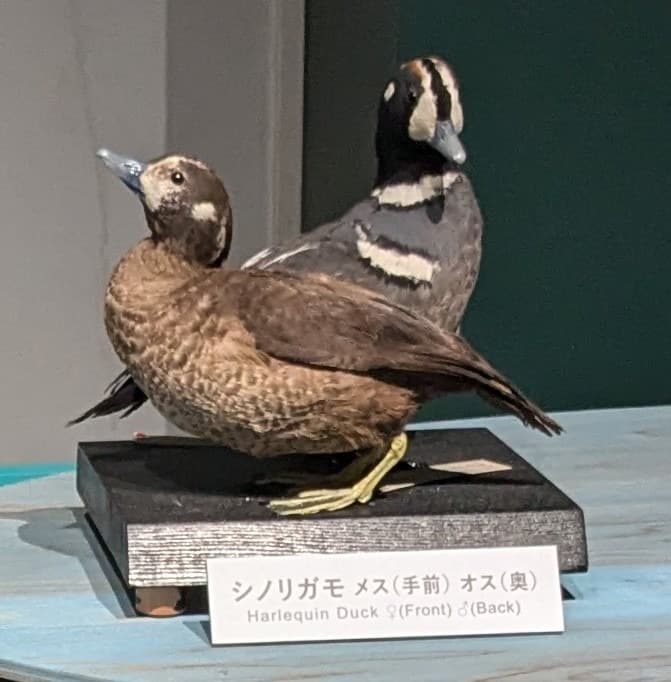シノリガモ / イベント: 鳥 ～ゲノム解析が解き明かす新しい鳥類の系統～の写真