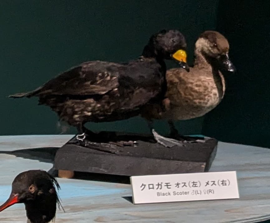 クロガモ / イベント: 鳥 ～ゲノム解析が解き明かす新しい鳥類の系統～の写真