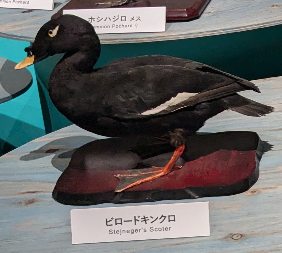ビロードキンクロ / イベント: 鳥 ～ゲノム解析が解き明かす新しい鳥類の系統～の写真