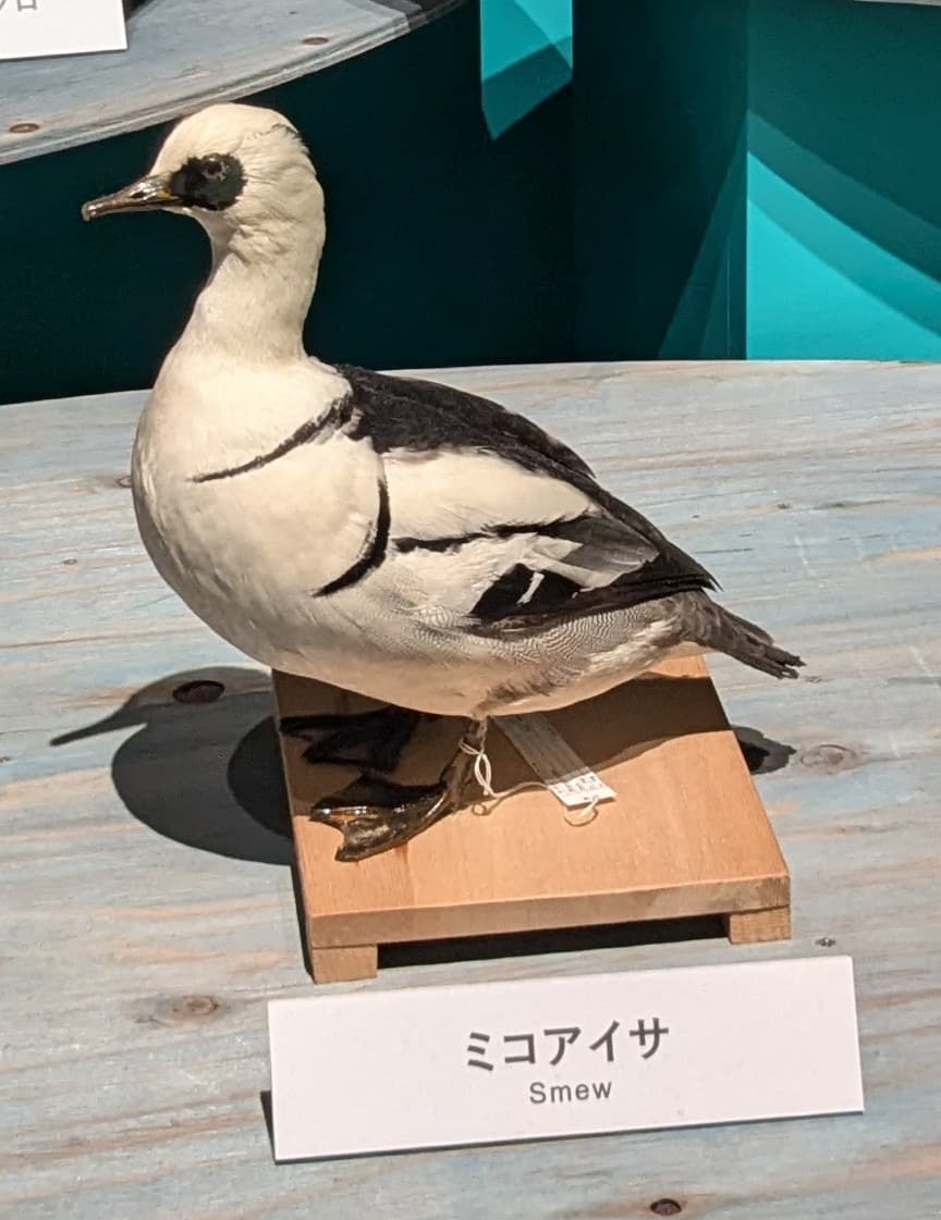 ミコアイサ / イベント: 鳥 ～ゲノム解析が解き明かす新しい鳥類の系統～の写真