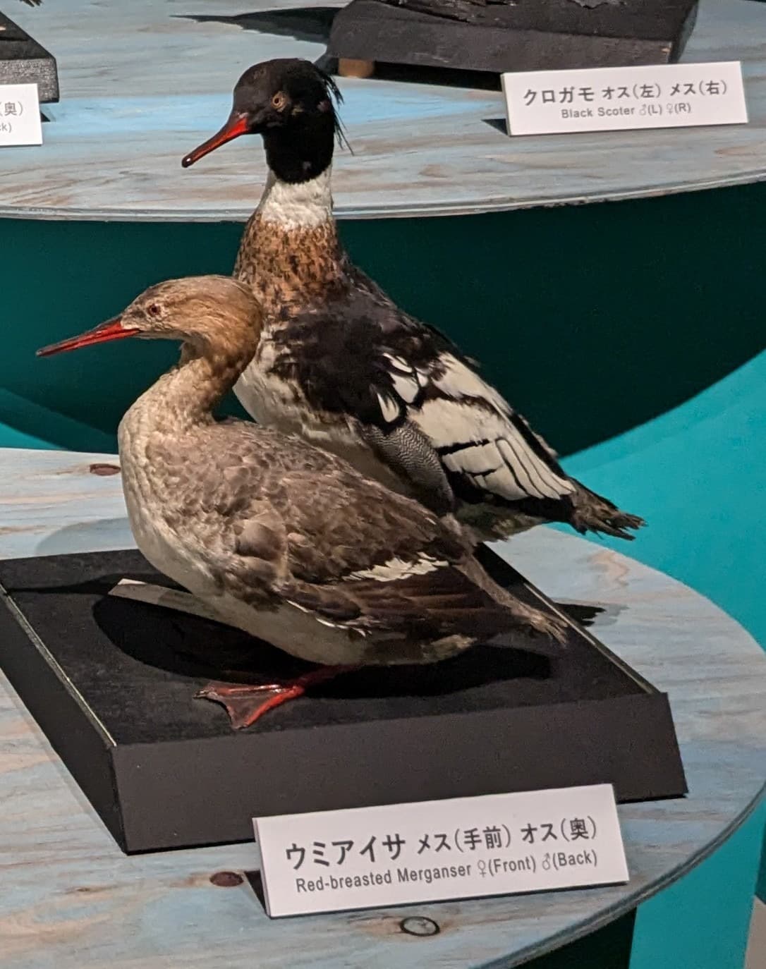 ウミアイサ / イベント: 鳥 ～ゲノム解析が解き明かす新しい鳥類の系統～の写真