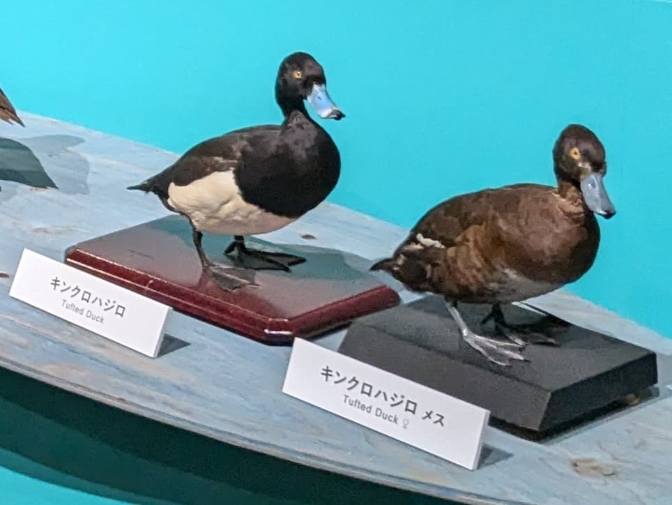 キンクロハジロ / イベント: 鳥 ～ゲノム解析が解き明かす新しい鳥類の系統～の写真