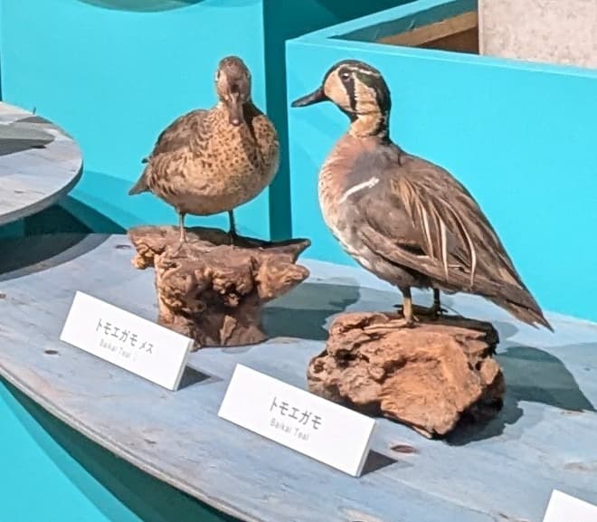 トモエガモ / イベント: 鳥 ～ゲノム解析が解き明かす新しい鳥類の系統～の写真