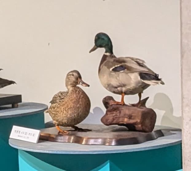 マガモ / イベント: 鳥 ～ゲノム解析が解き明かす新しい鳥類の系統～の写真