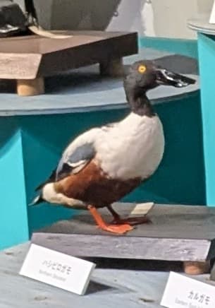 ハシビロガモ / イベント: 鳥 ～ゲノム解析が解き明かす新しい鳥類の系統～の写真
