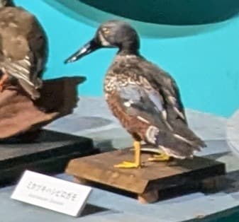 ミカヅキハシビロガモ / イベント: 鳥 ～ゲノム解析が解き明かす新しい鳥類の系統～の写真