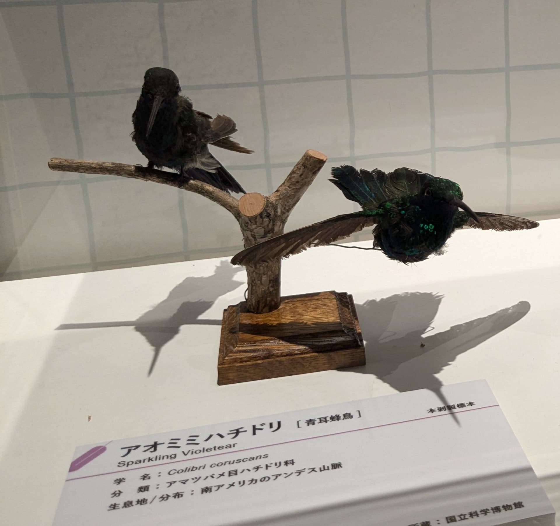 アオミミハチドリ / イベント: 鳥 ～ゲノム解析が解き明かす新しい鳥類の系統～の写真