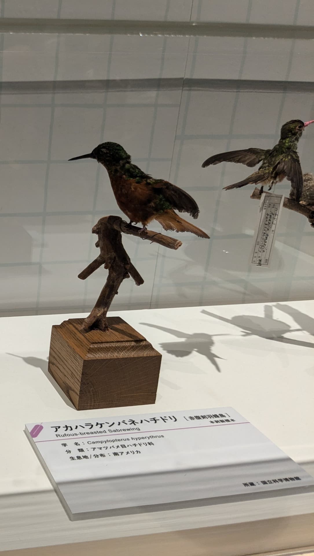 アカハラケンバネハチドリ / イベント: 鳥 ～ゲノム解析が解き明かす新しい鳥類の系統～の写真