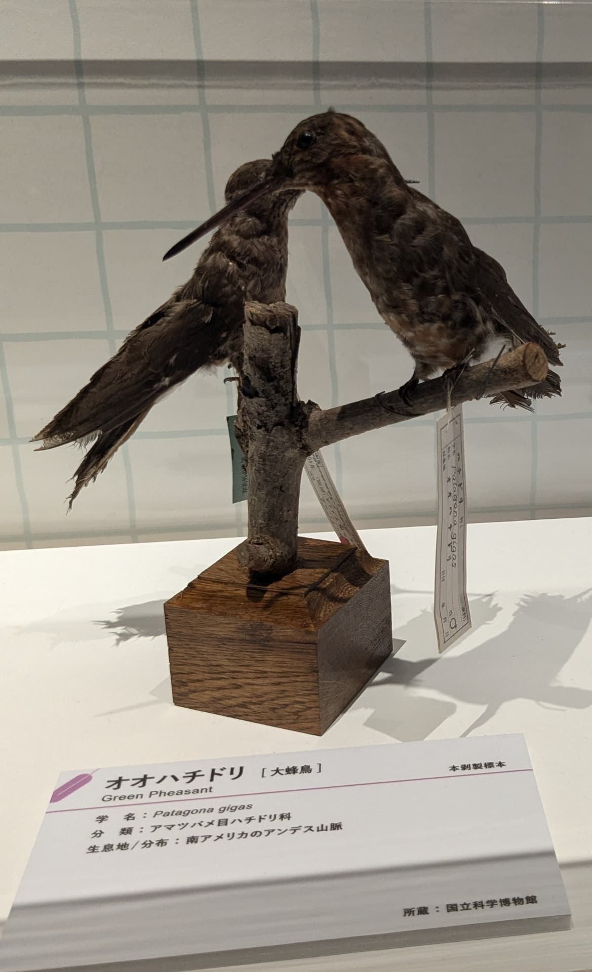 オオハチドリ / イベント: 鳥 ～ゲノム解析が解き明かす新しい鳥類の系統～の写真