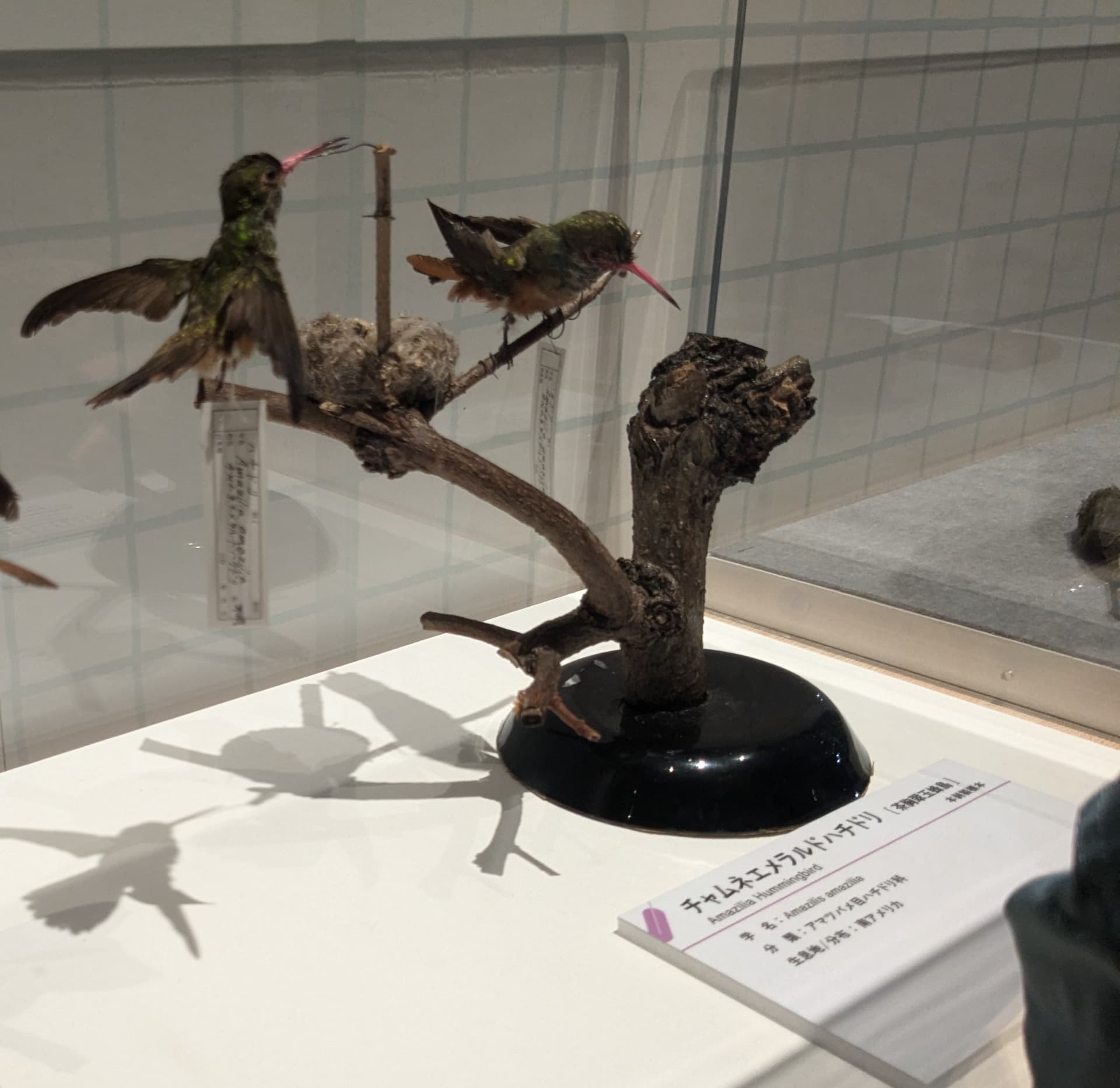 チャムネエメラルドハチドリ / イベント: 鳥 ～ゲノム解析が解き明かす新しい鳥類の系統～の写真