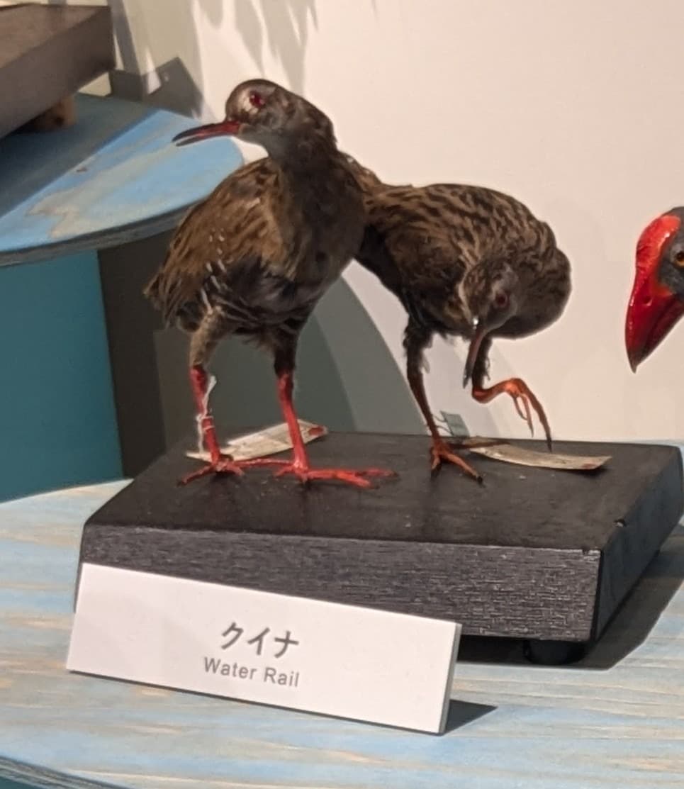 クイナ / イベント: 鳥 ～ゲノム解析が解き明かす新しい鳥類の系統～の写真
