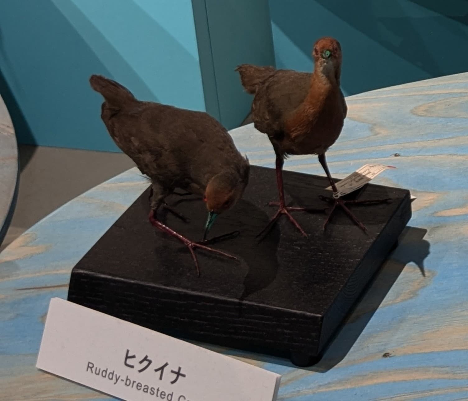 ヒクイナ / イベント: 鳥 ～ゲノム解析が解き明かす新しい鳥類の系統～の写真