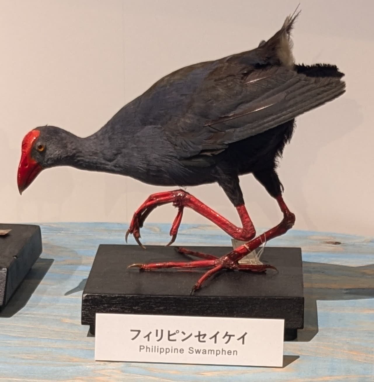 フィリピンセイケイ / イベント: 鳥 ～ゲノム解析が解き明かす新しい鳥類の系統～の写真