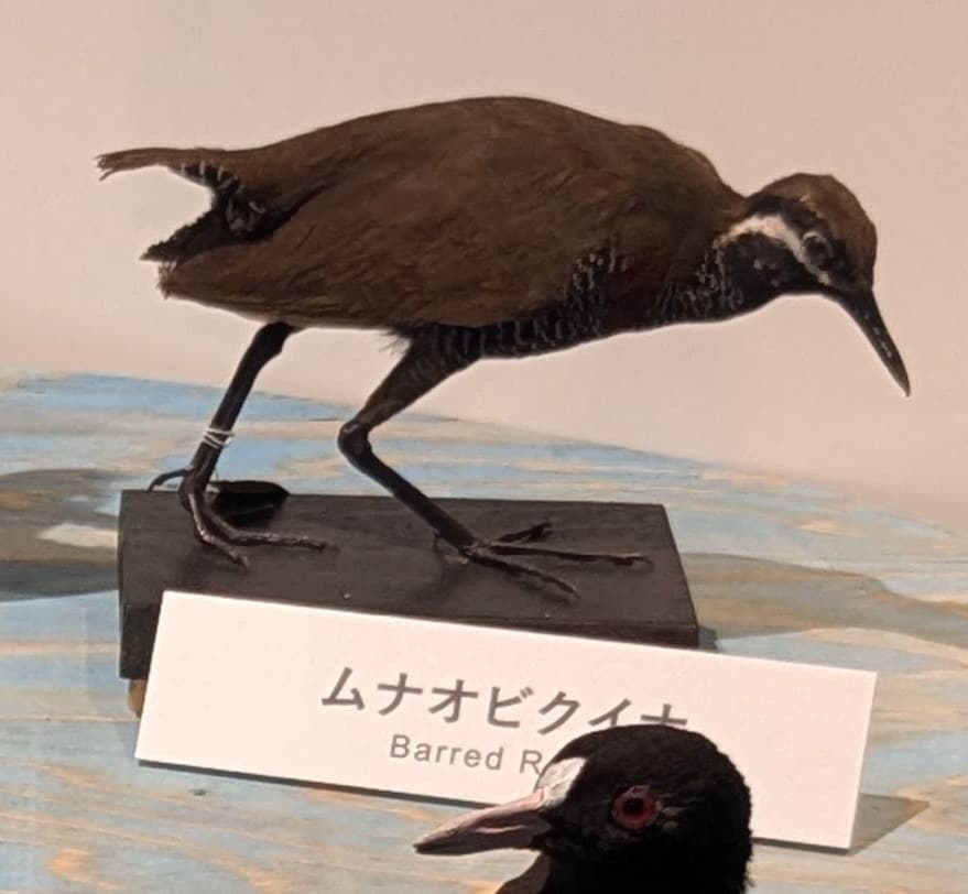 ムナオビクイナ / イベント: 鳥 ～ゲノム解析が解き明かす新しい鳥類の系統～の写真