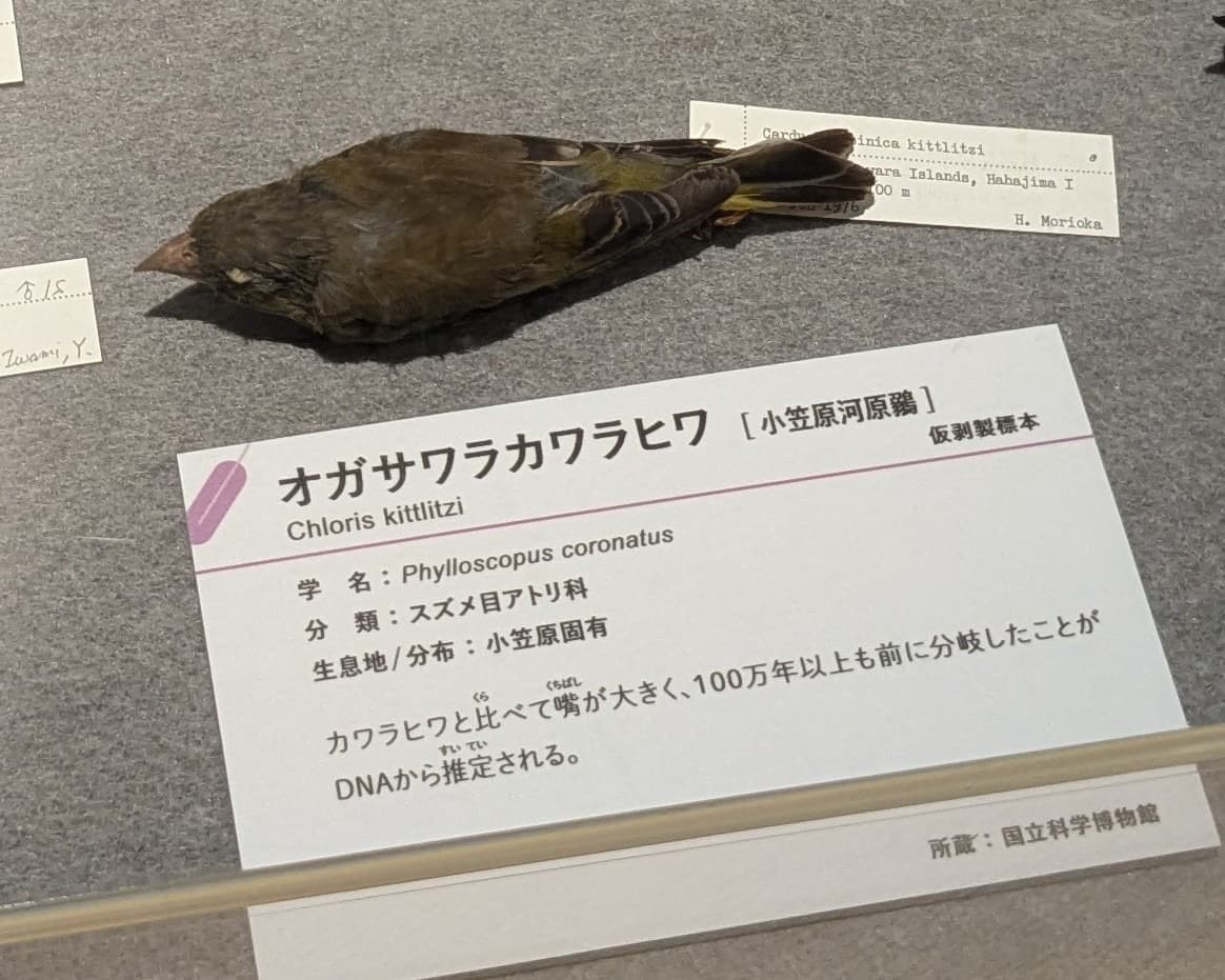 オガサワラカワラヒワ / イベント: 鳥 ～ゲノム解析が解き明かす新しい鳥類の系統～の写真