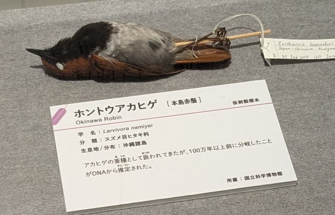 ホントウアカヒゲ / イベント: 鳥 ～ゲノム解析が解き明かす新しい鳥類の系統～の写真