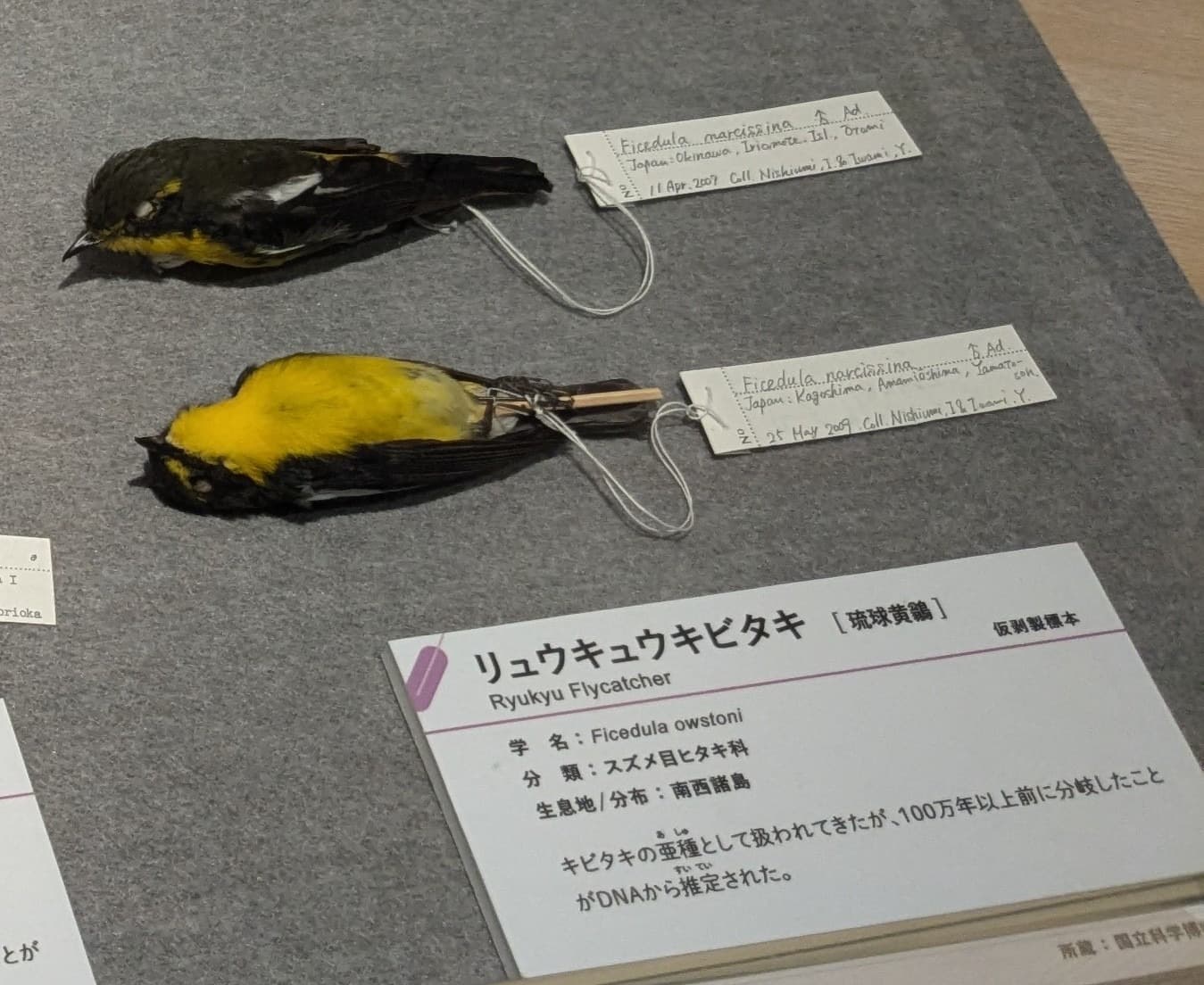 リュウキュウキビタキ / イベント: 鳥 ～ゲノム解析が解き明かす新しい鳥類の系統～の写真