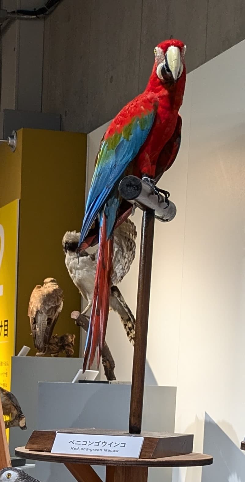 ベニコンゴウインコ / イベント: 鳥 ～ゲノム解析が解き明かす新しい鳥類の系統～の写真