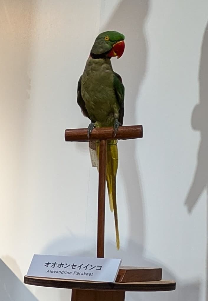 オオホンセイインコ / イベント: 鳥 ～ゲノム解析が解き明かす新しい鳥類の系統～の写真