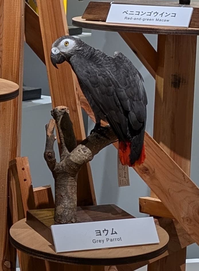 ヨウム / イベント: 鳥 ～ゲノム解析が解き明かす新しい鳥類の系統～の写真