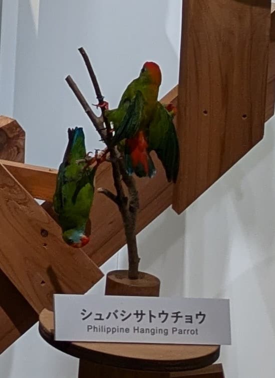 シュバシサトウチョウ / イベント: 鳥 ～ゲノム解析が解き明かす新しい鳥類の系統～の写真