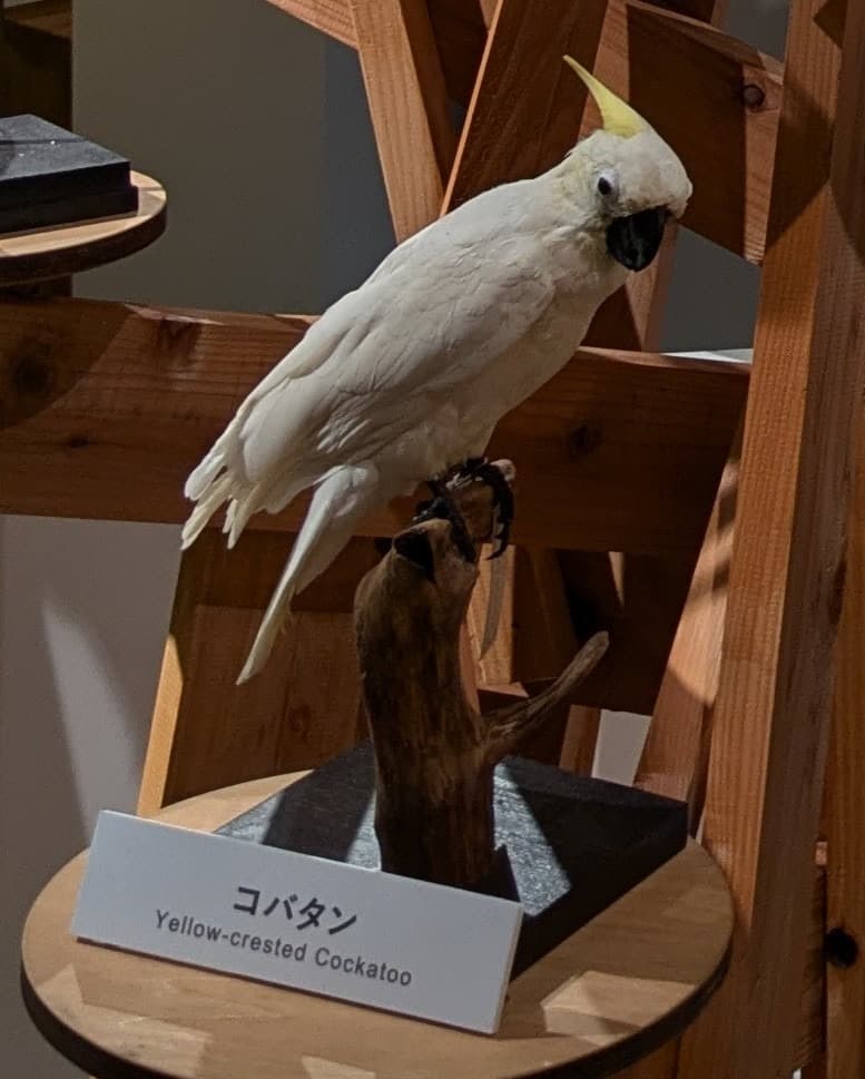コバタン / イベント: 鳥 ～ゲノム解析が解き明かす新しい鳥類の系統～の写真